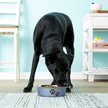 Show in main carousel: Loving Pets Bella Non-Skid Stainless Steel Dog & Cat Bowl, Blueberry, 6.5-cup slide 2 of 5