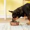 Show in main carousel: Loving Pets Bella Non-Skid Stainless Steel Dog & Cat Bowl, Champagne, 3.25-cup slide 2 of 5