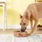 Show in main carousel: Loving Pets Bella Non-Skid Stainless Steel Dog & Cat Bowl, Metallic Champagne, 7.75-cup slide 2 of 5