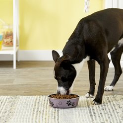 Loving Pets Bella Non-Skid Stainless Steel Dog & Cat Bowl, Metallic Grape, 3.17-cup slide 2 of 3