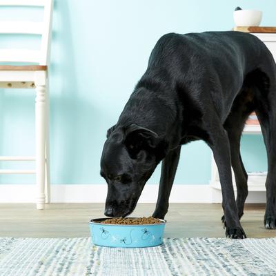 Show full view: Loving Pets Bella Non-Skid Stainless Steel Dog & Cat Bowl, Turquoise, 6.5-cup slide 3 of 6