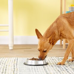 Loving Pets Non-Skid Stainless Steel Dog & Cat Bowl, 1-cup slide 2 of 3