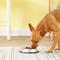 Show in main carousel: Loving Pets Non-Skid Stainless Steel Dog & Cat Bowl, 1-cup slide 3 of 6