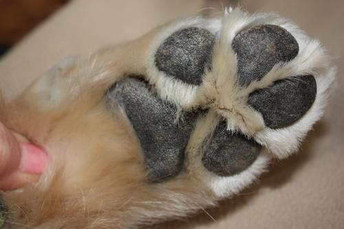 Show full view: Lucky Pup Twist-Up Dog Balm, 0.5-fl oz tube slide 3 of 5