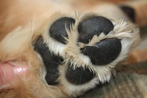 Show full view: Lucky Pup Twist-Up Dog Balm, 0.5-fl oz tube slide 4 of 5