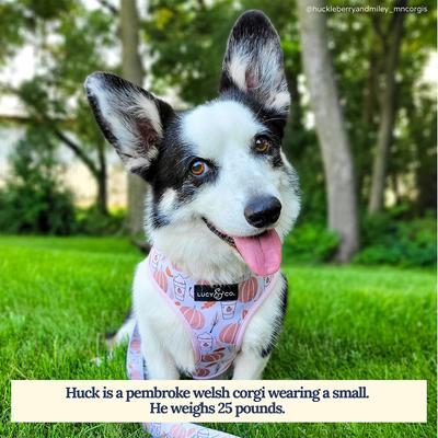 Show full view: Lucy & Co. The Awesomely Autumn Reversible Basic Dog Harness, Orange, Medium: 17 to 23-in chest slide 2 of 6