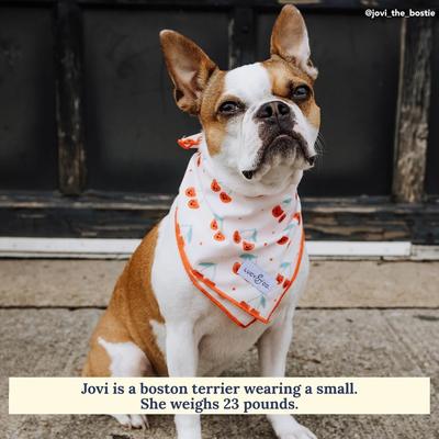 Show full view: Lucy & Co. The Cheery Cherries Dog Bandana, Red, Small slide 2 of 6