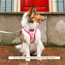 Lucy & Co. The Cheery Cherries Reversible Dog Harness, Red, Large: 20 to 28-in chest slide 2 of 8