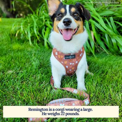 Show full view: Lucy & Co. The Chocolate Meadows Polyester Standard Dog Leash, Brown, Large: 5-ft long, 1-in wide slide 3 of 4