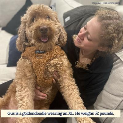 Show full view: Lucy & Co. The Cinnamon Teddy No-Pull Dog Harness, Brown, Medium: 17 to 23-in chest slide 2 of 5