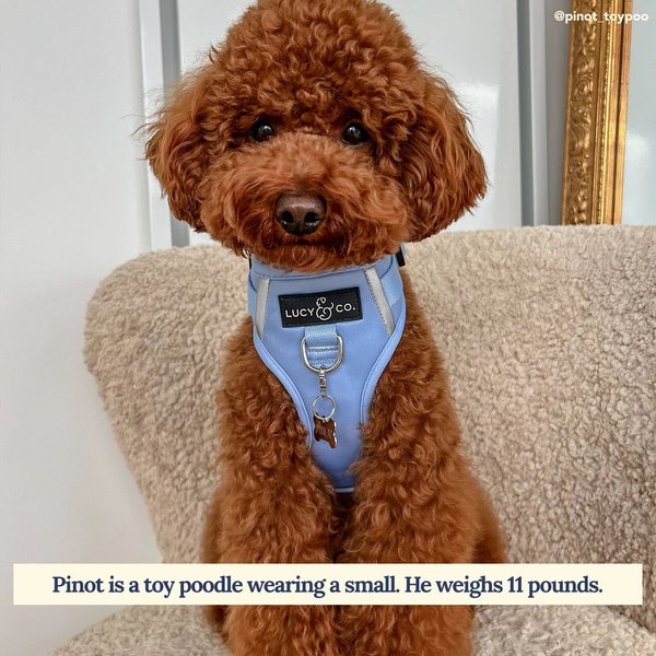 Lucy & Co. The Denim Blue No-Pull Dog Harness, Blue
