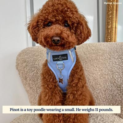 Show full view: Lucy & Co. The Denim Blue No-Pull Dog Harness, Blue, Medium: 17 to 23-in chest slide 4 of 8