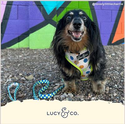 Show full view: Lucy & Co. The Have a Nice Day Reversible Dog Harness, Blue, Medium: 17 to 23-in chest slide 5 of 10
