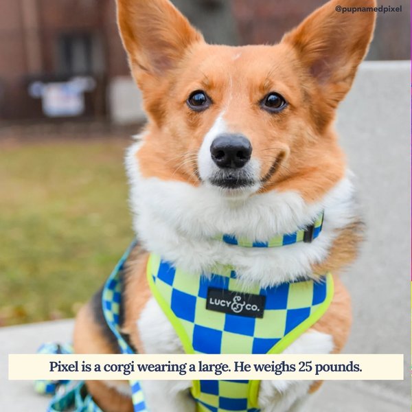Lucy & Co. The Have a Nice Day Reversible Dog Harness, Blue