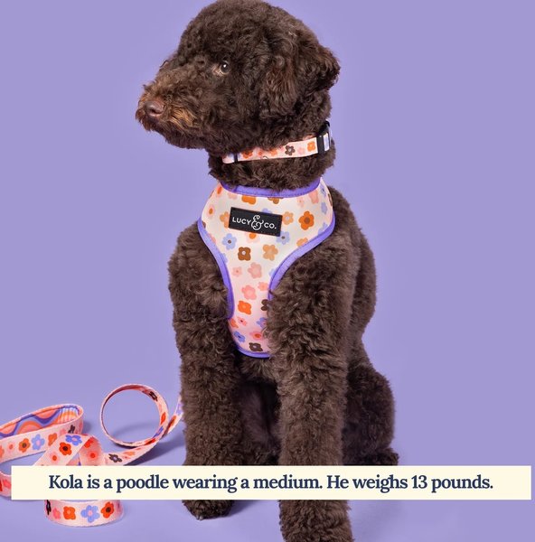 Lucy & Co. The Let's Groove Reversible Dog Harness, Coral