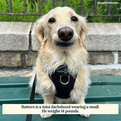 Show full view: Lucy & Co. The Midnight No-Pull Dog Harness, Black, Large: 20 to 28-in chest slide 6 of 7