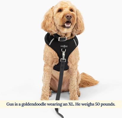 Show full view: Lucy & Co. The Midnight No-Pull Dog Harness, Black, Medium: 17 to 23-in chest slide 2 of 7