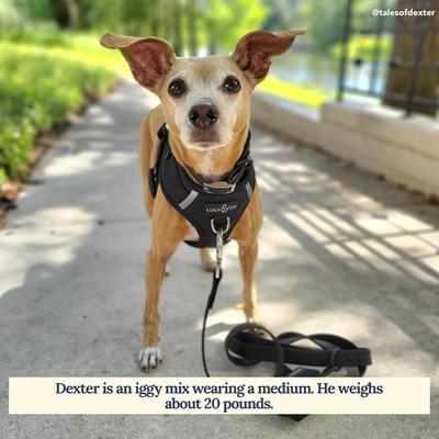 Show full view: Lucy & Co. The Midnight No-Pull Dog Harness, Black, Small: 14 to 18-in chest slide 5 of 7