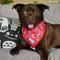 Show in main carousel: Lucy & Co. The Posy Pink Dog Bandana, Pink, Large slide 2 of 6