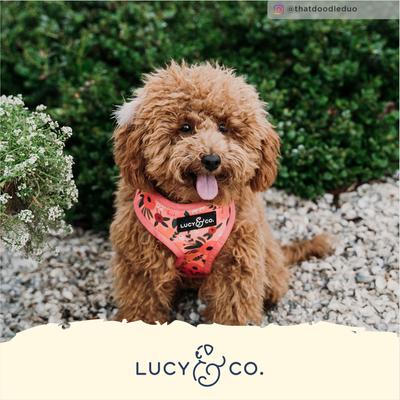 Show full view: Lucy & Co. The Posy Pink Dog Leash, Pink, Small: 5-ft long, 3/5-in wide slide 6 of 7