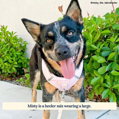 Show full view: Lucy & Co. The Rosewater No-Pull Dog Harness, Pink, Small: 14 to 18-in chest slide 2 of 7