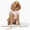 Show in main carousel: Lucy & Co. The Rosewater No-Pull Dog Harness, Pink, X-Small: 12 to 15-in chest slide 3 of 7