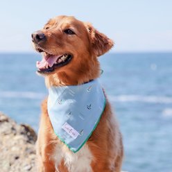 Lucy & Co. The Set Sail Dog Bandana, Blue, Large slide 2 of 5