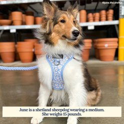 Lucy & Co. The Simply Splendid No-Pull Dog Harness, Blue, Medium: 17 to 23-in chest slide 2 of 6