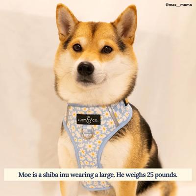 Lucy & Co. The Simply Splendid No-Pull Dog Harness, Blue