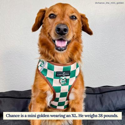 Show full view: Lucy & Co. The You're a Square No-Pull Dog Harness, Green, X-Small: 12 to 15-in chest slide 2 of 6