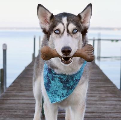 Show full view: Lumabone Bulkster Bacon Flavor Dog Toy, Large slide 3 of 9