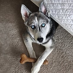 Lumabone Bulkster Bacon Flavor Dog Toy, Small slide 2 of 6