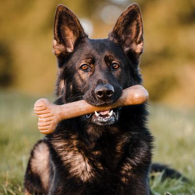 Show full view: Lumabone Bulkster Bacon Flavor Dog Toy, X-Large slide 3 of 9