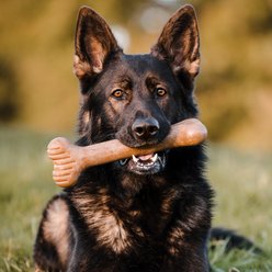 Lumabone Bulkster Beef Flavor Dog Toy, X-Large slide 2 of 6