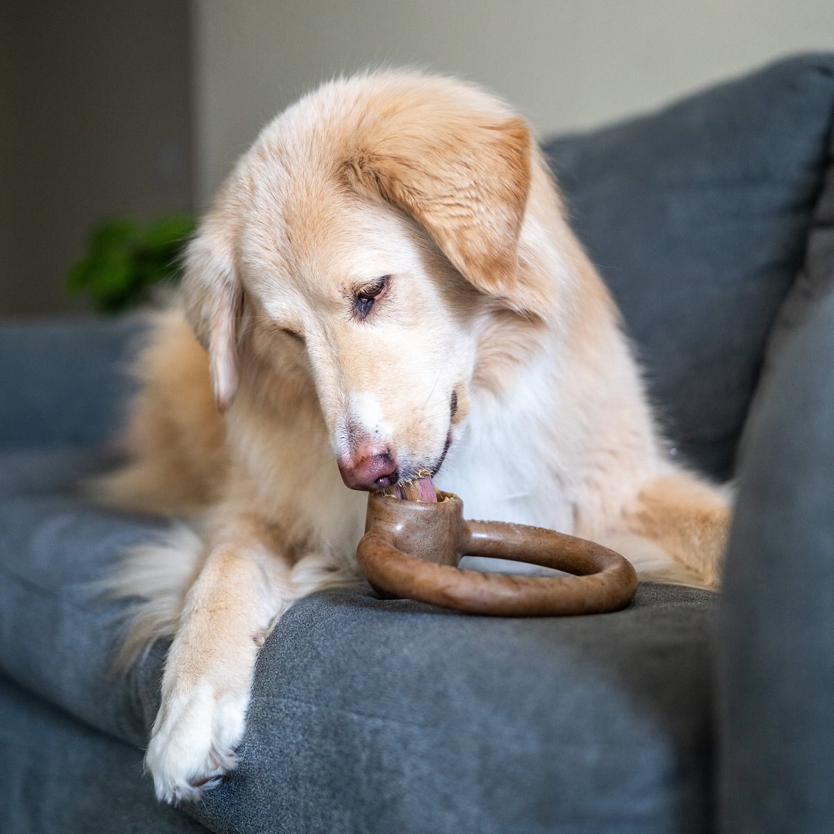 Lumabone Ring-Stuffer Bacon Flavor Dog Toy