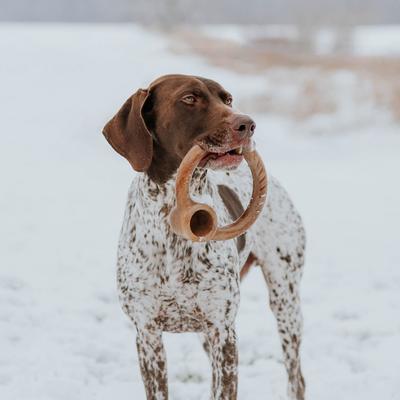 Show full view: Lumabone Ring-Stuffer Bacon Flavor Dog Toy, Medium slide 2 of 8