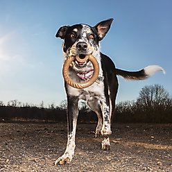 Lumabone Ring-Stuffer Bacon Flavor Dog Toy, Small slide 2 of 6