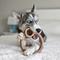 Show in main carousel: Lumabone Ring-Stuffer Beef Flavor Dog Toy, Large slide 3 of 8