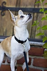 LupinePet Basics Nylon Standard Dog Collar, Black, Small: 8 to 12-in neck, 1/2-in wide slide 2 of 6