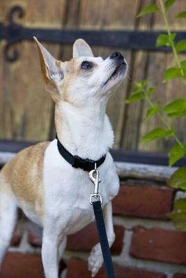 Show full view: LupinePet Basics Nylon Standard Dog Collar, Black, Small: 8 to 12-in neck, 1/2-in wide slide 2 of 7