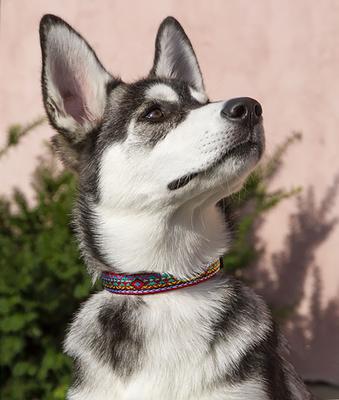 Show full view: LupinePet Originals El Paso Nylon Standard Dog Collar, Medium: 13 to 22-in neck, 3/4-in wide slide 2 of 9