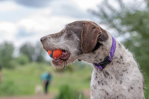 Show full view: LupinePet Originals Jelly Roll Nylon Standard Dog Collar, Large: 12 to 20-in neck, 1-in wide slide 2 of 7