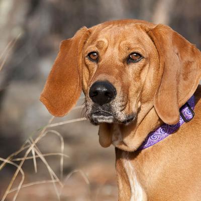 Show full view: LupinePet Originals Jelly Roll Nylon Standard Dog Collar, Large: 16 to 28-in neck, 1-in wide slide 2 of 7