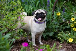 LupinePet Originals Jelly Roll Nylon Standard Dog Collar, Medium: 13 to 22-in neck, 3/4-in wide slide 2 of 8