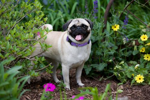 Show full view: LupinePet Originals Jelly Roll Nylon Standard Dog Collar, Medium: 13 to 22-in neck, 3/4-in wide slide 2 of 8