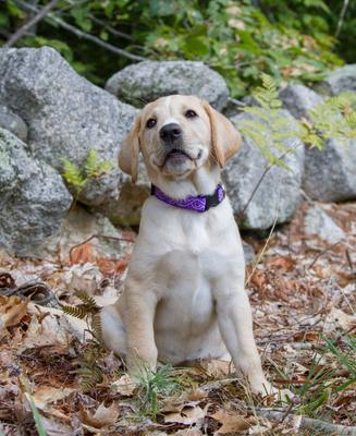 Show full view: LupinePet Originals Jelly Roll Nylon Standard Dog Collar, Medium: 9 to 14-in neck, 3/4-in wide slide 2 of 8