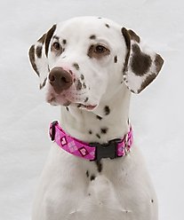 LupinePet Original Designs Puppy Love Dog Collar, Large: 12 to 20-in neck, 1-in wide slide 2 of 7