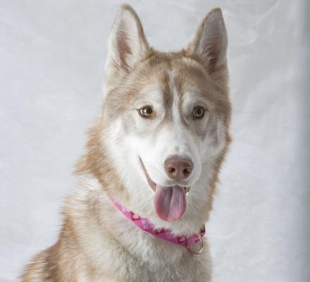 Show full view: LupinePet Puppy Love Nylon Standard Dog Collar, Large: 16 to 28-in neck, 1-in wide slide 2 of 7