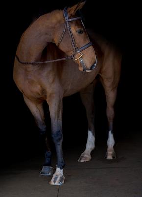 Show full view: M. Toulouse Comfort Crown Snaffle Bridle, Chocolate, Cob slide 2 of 5