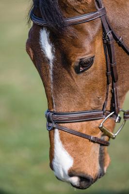 Show full view: M. Toulouse Comfort Crown Snaffle Bridle, Chocolate, Cob slide 3 of 5